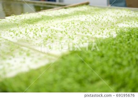 seedling of hydroponic vegetable sprout on wet sponge in plant n seedling of hydroponic vegetable sprout on wet sponge in plant n 69195676