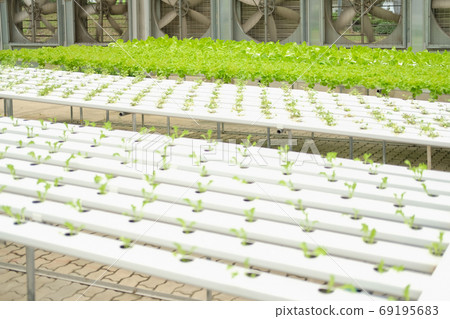 lettuce vegetable growing in plant nursery in hydroponics farm lettuce vegetable growing in plant nursery in hydroponics farm 69195683