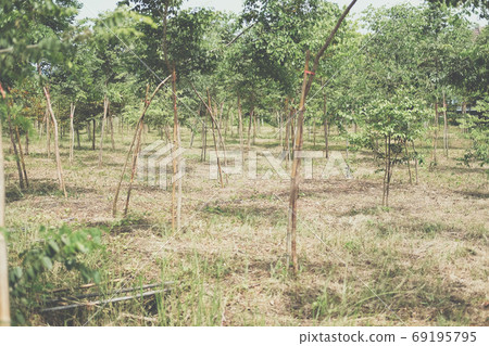 growing siamese rosewood tracwood tree 69195795