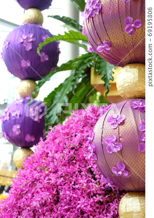 orchid flower blossom for decoration orchid flower blossom for decoration 69195806