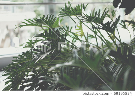 green monstera leaves. philodendron split leaf. green monstera leaves. philodendron split leaf. 69195854