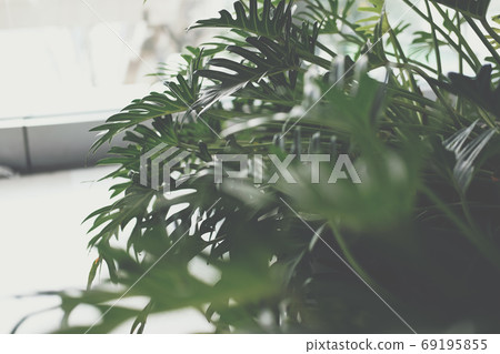 green monstera leaves. philodendron split leaf. 69195855