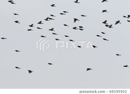 Bulbul Migratory Bird Bulbul Migratory Bird 69195932