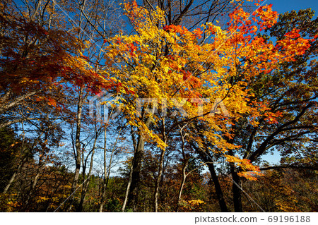 秋天的葉子，黃色的葉子，天空中的藍色，天空中的楓 69196188