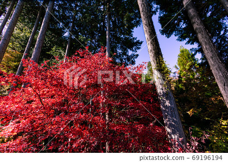 秋天的葉子，黃色的葉子，天空中的藍色，天空中的楓 69196194