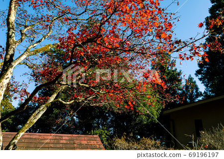 秋天的葉子，黃色的葉子，天空中的藍色，天空中的楓 69196197