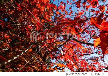 Autumn leaves, yellow leaves, blue in the sky, maple in the sky 69196199