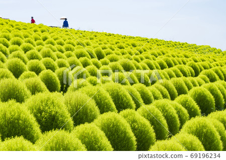 國立日立海濱公園夏日風景 國立日立海濱公園夏日風景 69196234