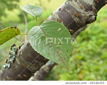 Cherry leaves Cherry leaves 69196265