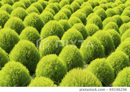 National Hitachi Seaside Park Scenery of Kokia 69196296