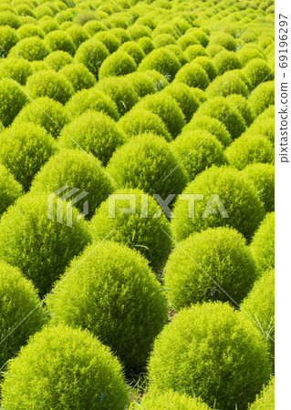 National Hitachi Seaside Park Scenery of Kokia National Hitachi Seaside Park Scenery of Kokia 69196297