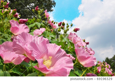 夏天在藍藍的天空中閃耀的富洋花 69196329