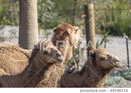 Three brown camels and a bird sitting on ground side by side Three brown camels and a bird sitting on ground side by side 69196516