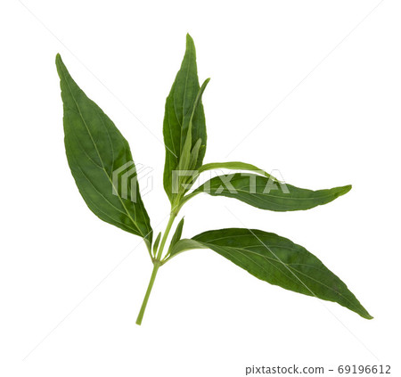Andrographis paniculata plant on white background 69196612