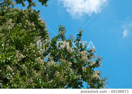 Shooting in August with a flower of the blooming crape myrtle and summer blue sky 69196671