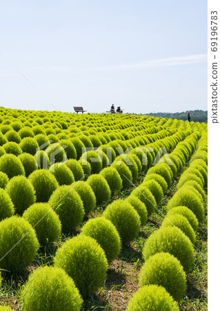 National Hitachi Seaside Park Scenery of Kokia 69196783