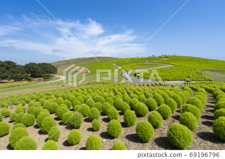National Hitachi Seaside Park Scenery of Kokia 69196796