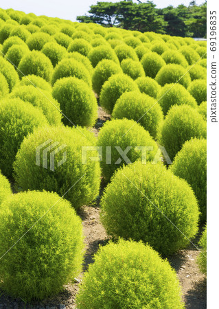 National Hitachi Seaside Park Scenery of Kokia 69196835