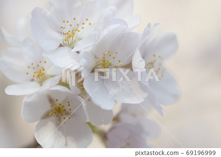 [Machida City] Cherry blossoms on the Onda River 69196999