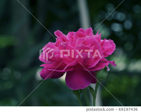 Pink of Damask Rose flower Pink of Damask Rose flower 69197436