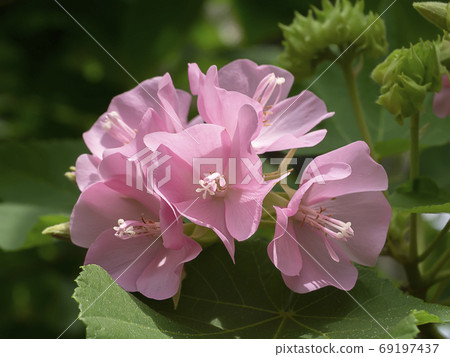 Pink flower of dombeya tree 69197437