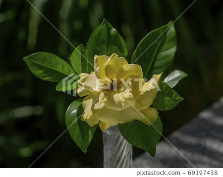 Yellow Gardenia flower or Cape Jasmine (Gardenia jasminoides) Yellow Gardenia flower or Cape Jasmine (Gardenia jasminoides) 69197438