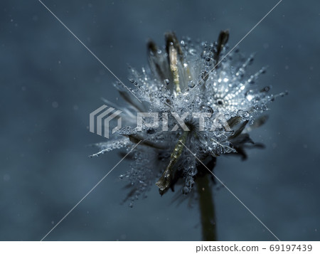 Soft focus of Coat buttons or Mexican daisy flower with water dr Soft focus of Coat buttons or Mexican daisy flower with water dr 69197439