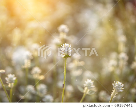 Close up of Gomphrena weed flower with light on blur background. Close up of Gomphrena weed flower with light on blur background. 69197441