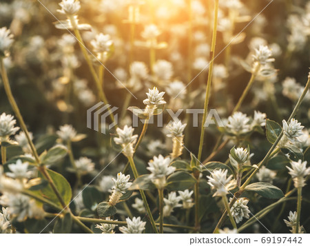Close up of Gomphrena weed flower with light on blur background. Close up of Gomphrena weed flower with light on blur background. 69197442