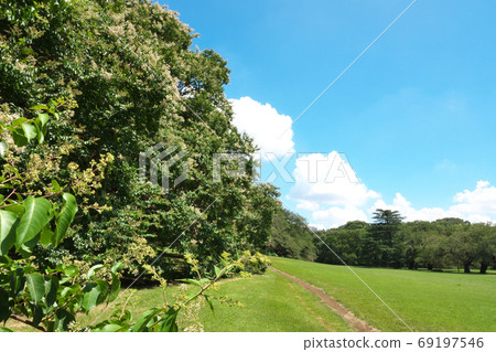 Shimasasuberi of Kinuta Park (left half) A stunning view with several large trees lined up in August 69197546