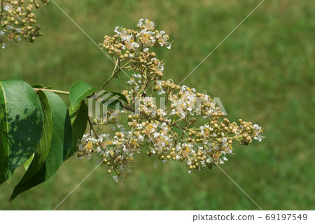 Flower of Crape Myrtle, taken in August 69197549