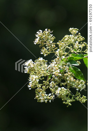 Flower of Crape Myrtle, taken in August 69197550