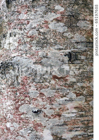 Close-up tree trunk, background, texture, blank for designers. 69197688