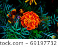 Flowers Tagetes Patula Marigold in garden in a summer season. 69197732