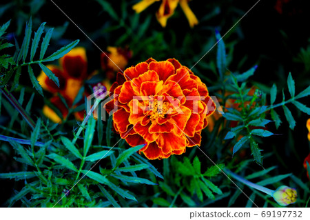 Flowers Tagetes Patula Marigold in garden in a summer season. Flowers Tagetes Patula Marigold in garden in a summer season. 69197732