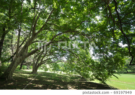 Tree clams at Kinuta Park (front and back) August with green curtains creating a cool shade Tree clams at Kinuta Park (front and back) August with green curtains creating a cool shade 69197949