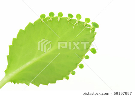 Mother leaf from the back side Mother leaf from the back side 69197997