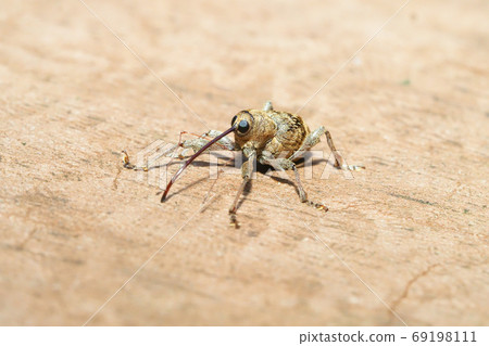 A kind of weevil 69198111