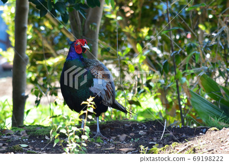 我們花園裡的野雞＃67 69198222