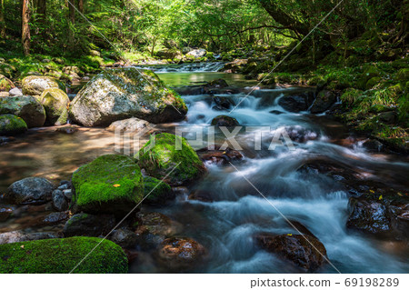 在仲夏流經菊池的河中尋求涼意 69198289