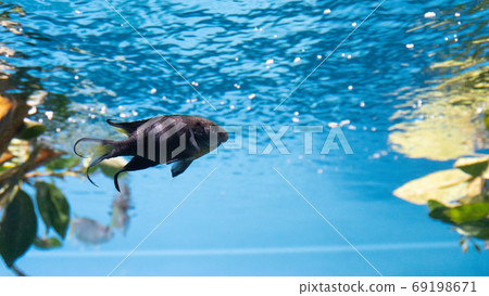 Fish swimming in an aquarium Fish swimming in an aquarium 69198671