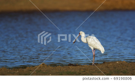 African spoonbill in Kruger National park, South Africa African spoonbill in Kruger National park, South Africa 69198806