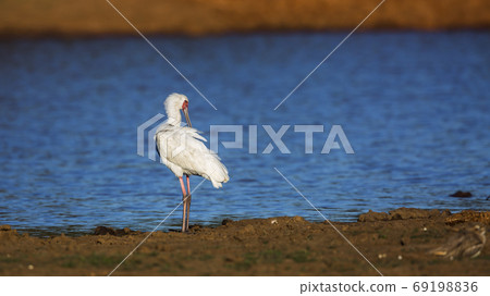 African spoonbill in Kruger National park, South Africa African spoonbill in Kruger National park, South Africa 69198836