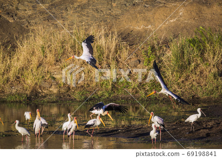 Yellow Billed stork in Kruger National park, South Africa 69198841