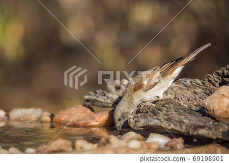 Southern Grey headed Sparrow in Kruger National park, South Africa Southern Grey headed Sparrow in Kruger National park, South Africa 69198901