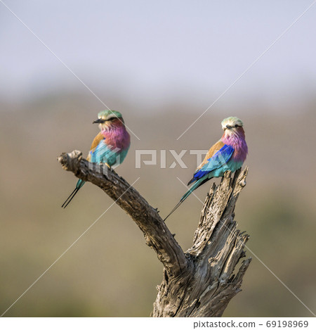 Lilac breasted roller in Kruger National park, South Africa 69198969