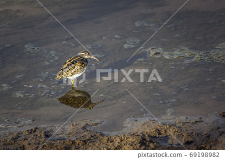 Greater Painted snipe in Kruger National park, South Africa Greater Painted snipe in Kruger National park, South Africa 69198982