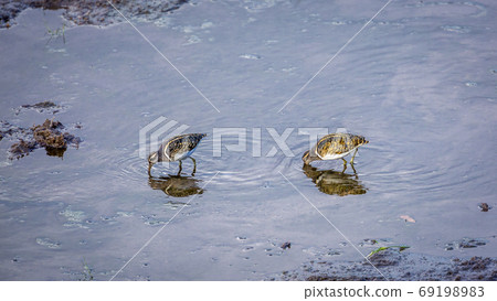 Greater Painted snipe in Kruger National park, South Africa Greater Painted snipe in Kruger National park, South Africa 69198983