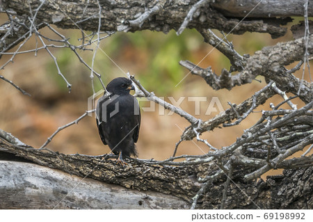 Gabar Goshawk in Kruger National park, South Africa 69198992