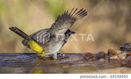 Dark capped Bulbul in Kruger National park, South Africa 69198993